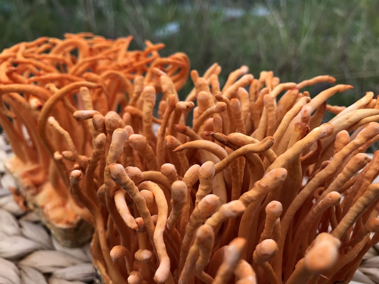 Kiểm soát lượng đường trong máu