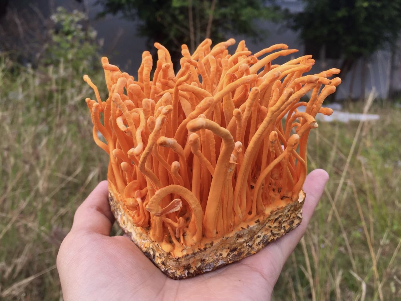 Đông trùng hạ thảo Tam Đảo là gì?