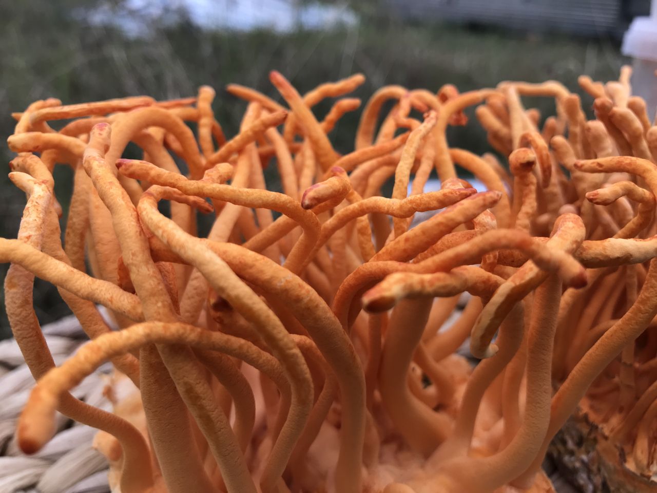 Người trẻ tuổi