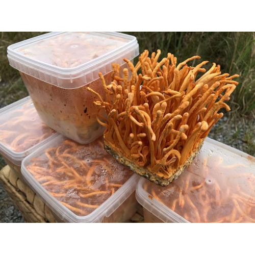 Công dụng của cà phê đông trùng hạ thảo