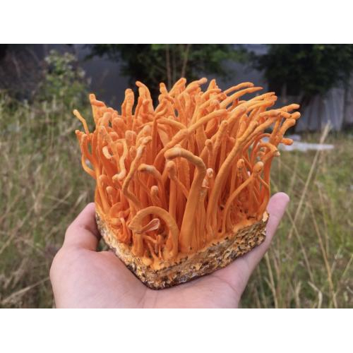 Đông trùng hạ thảo Tam Đảo là gì?