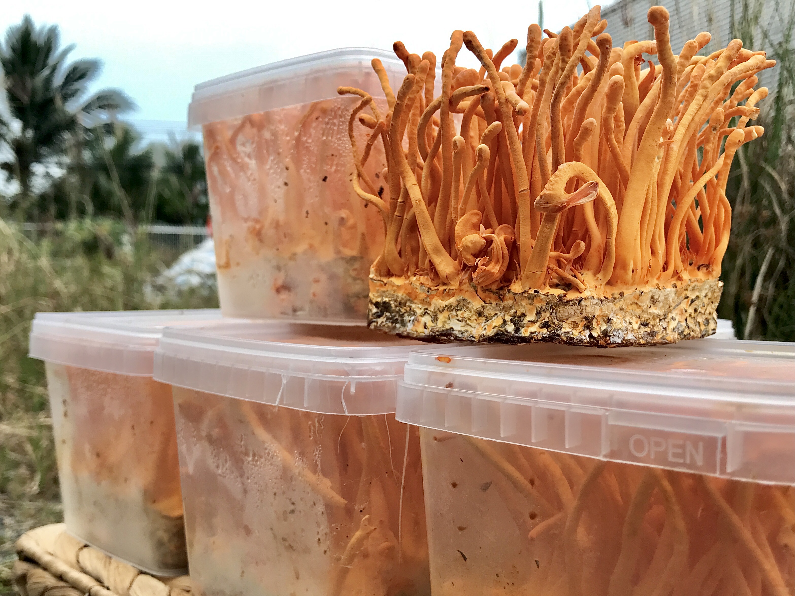 Rượu nấm linh chi và đông trùng hạ thảo