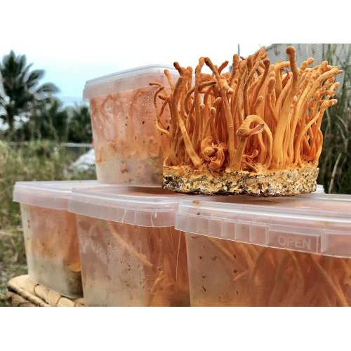 Rượu nấm linh chi và đông trùng hạ thảo