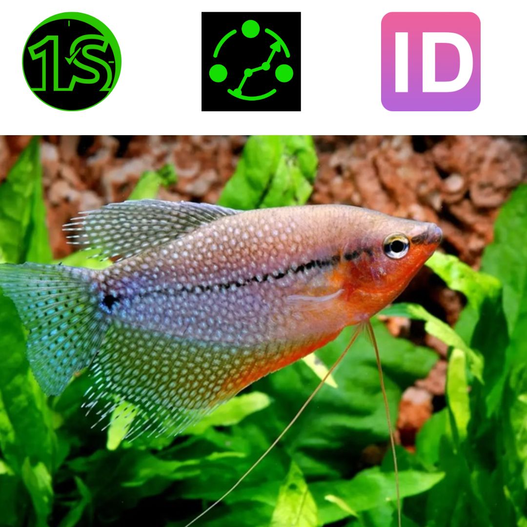 Cá sặc ngọc trai