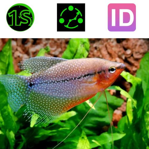 Cá sặc ngọc trai