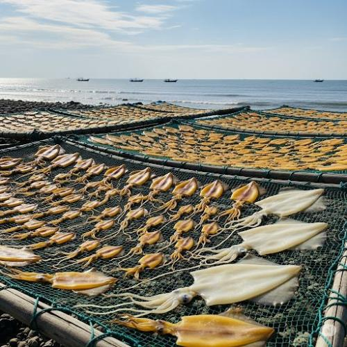 Mực một nắng là gì?