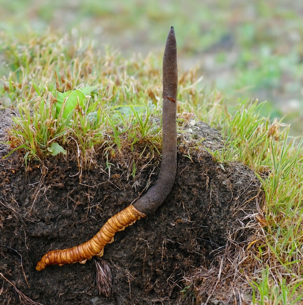 Tăng cường thể lực