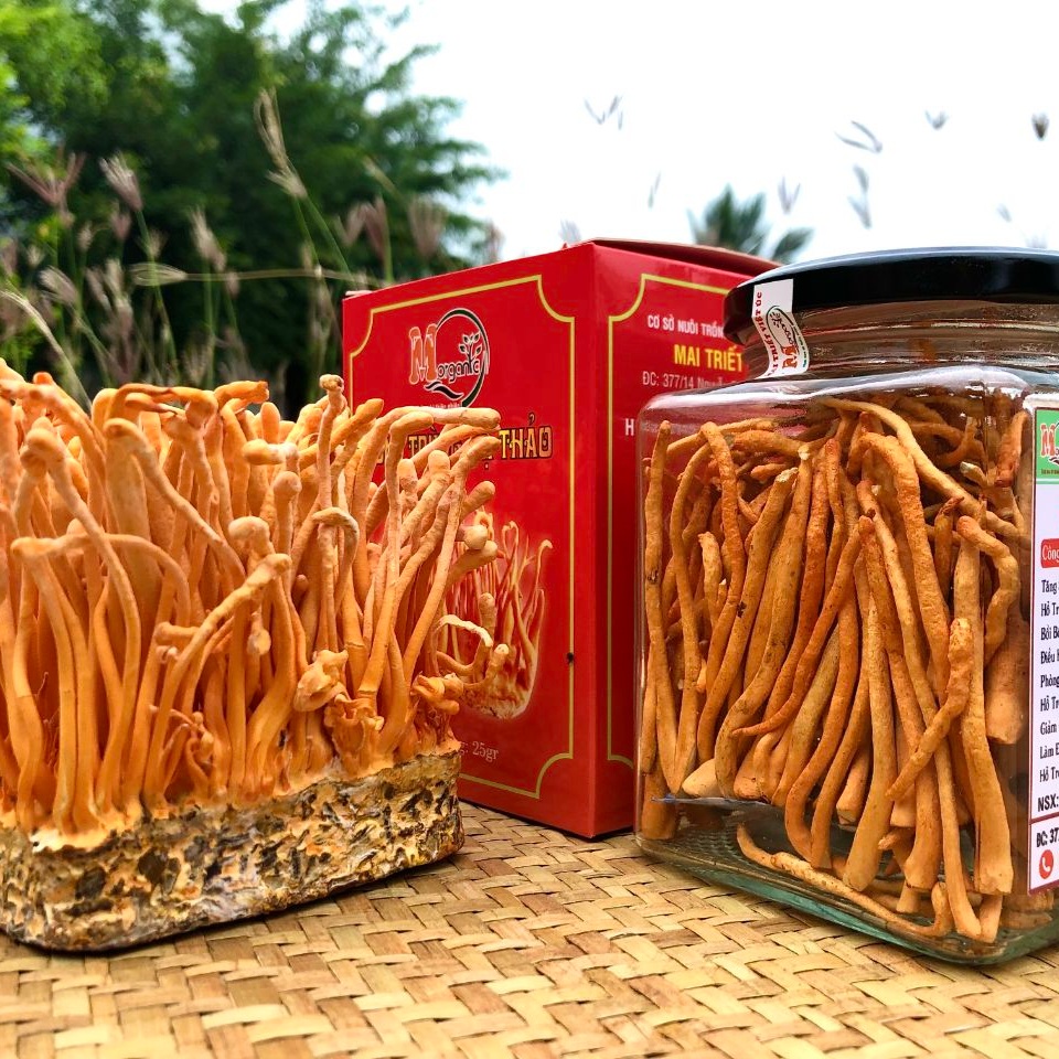 Uống đông trùng hạ thảo trước khi đi ngủ tốt không?