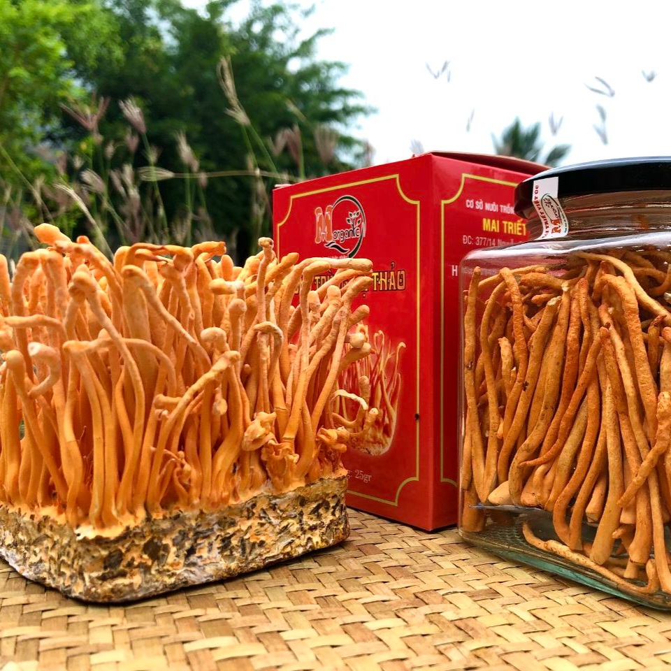 Tại sao người già nên dùng đông trùng hạ thảo?