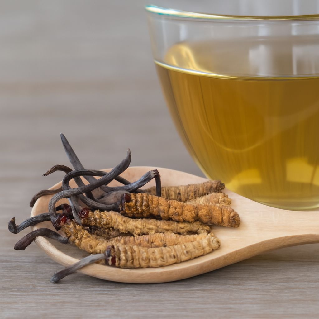 Nguồn gốc của đông trùng hạ thảo