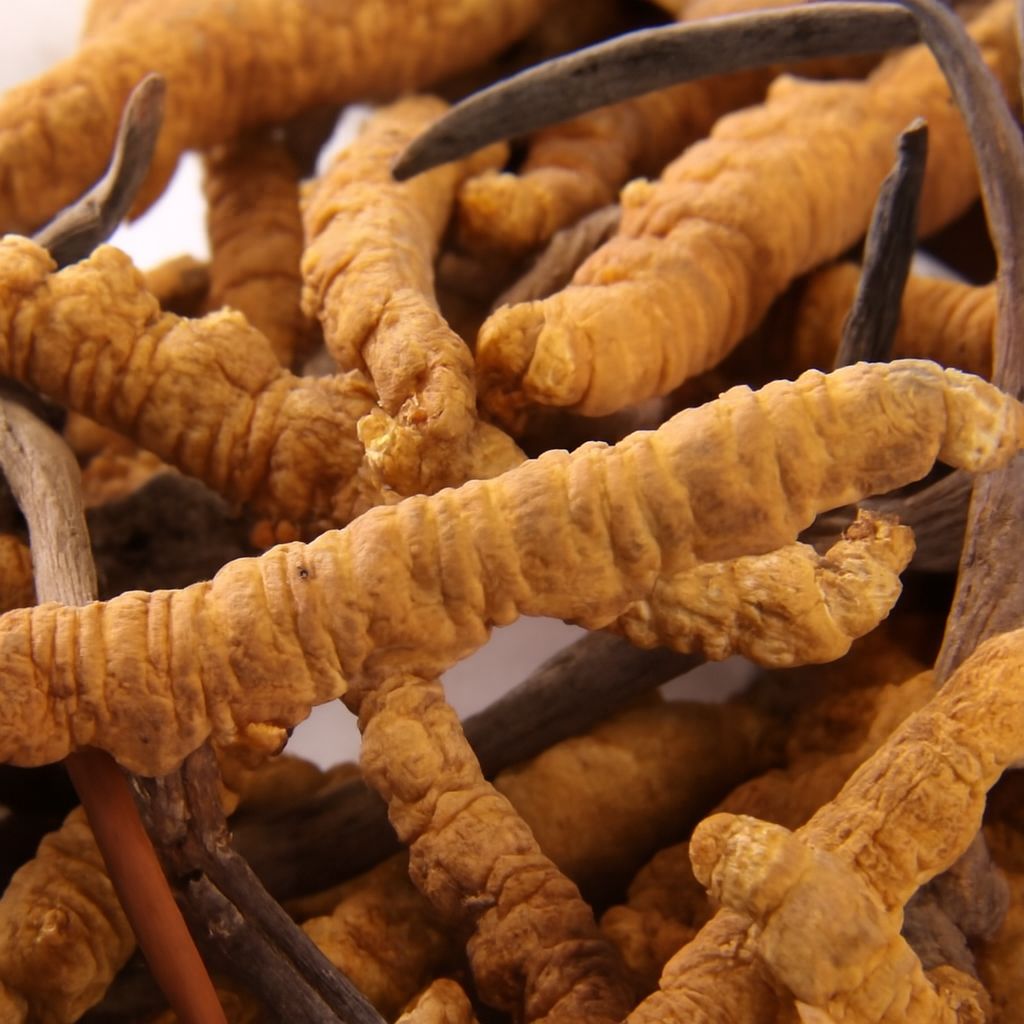 Ưu điểm của đông trùng