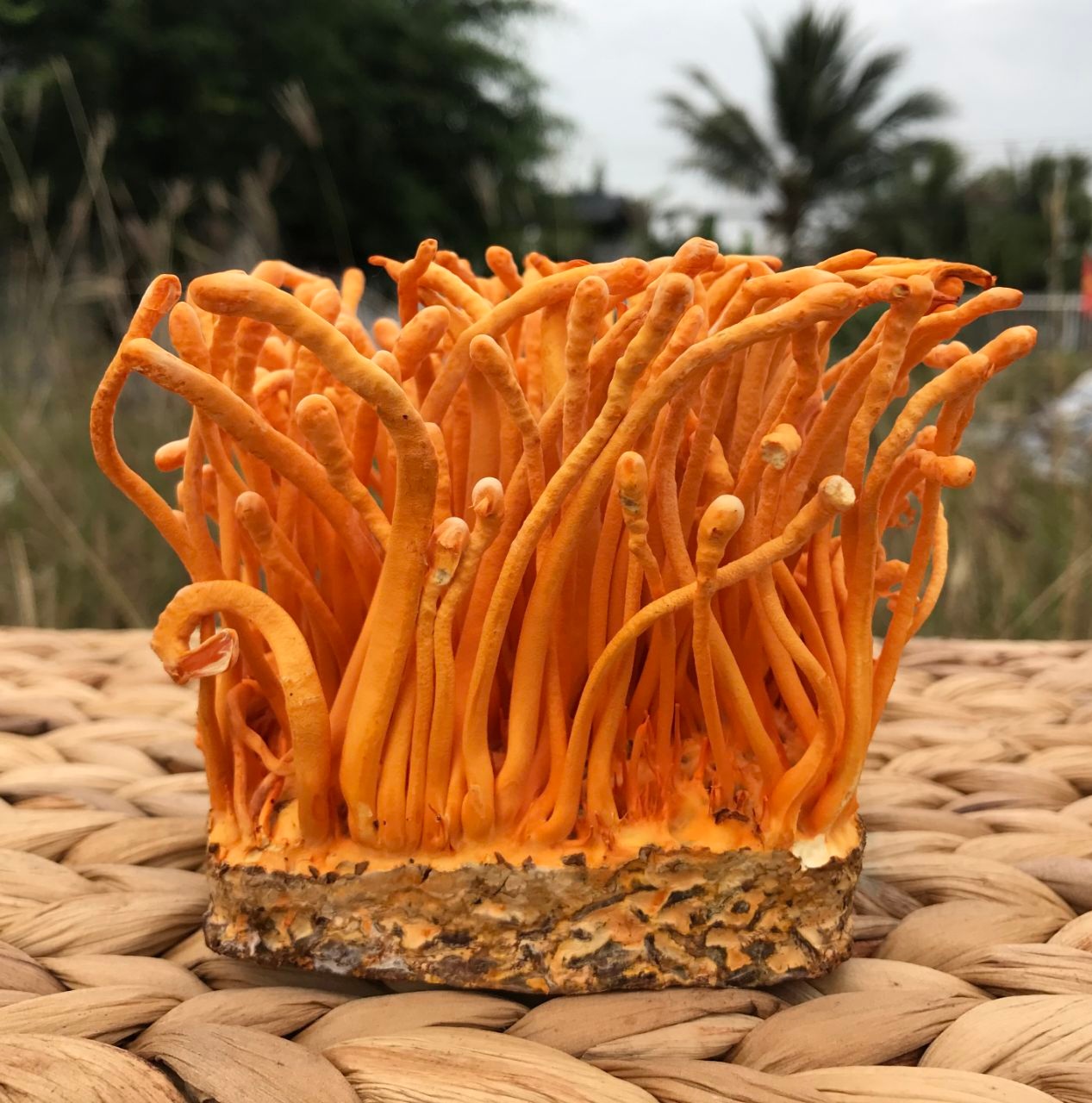 5 Cách Bảo Quản Đông Trùng Hạ Thảo Tươi Hiệu Quả Nhất