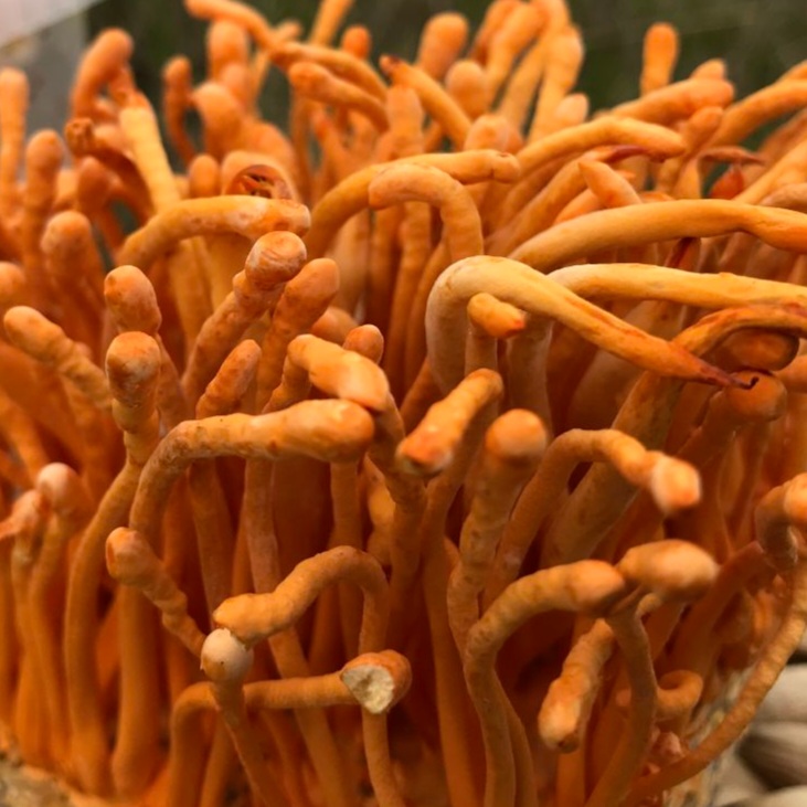 Người bị rối loạn đông máu