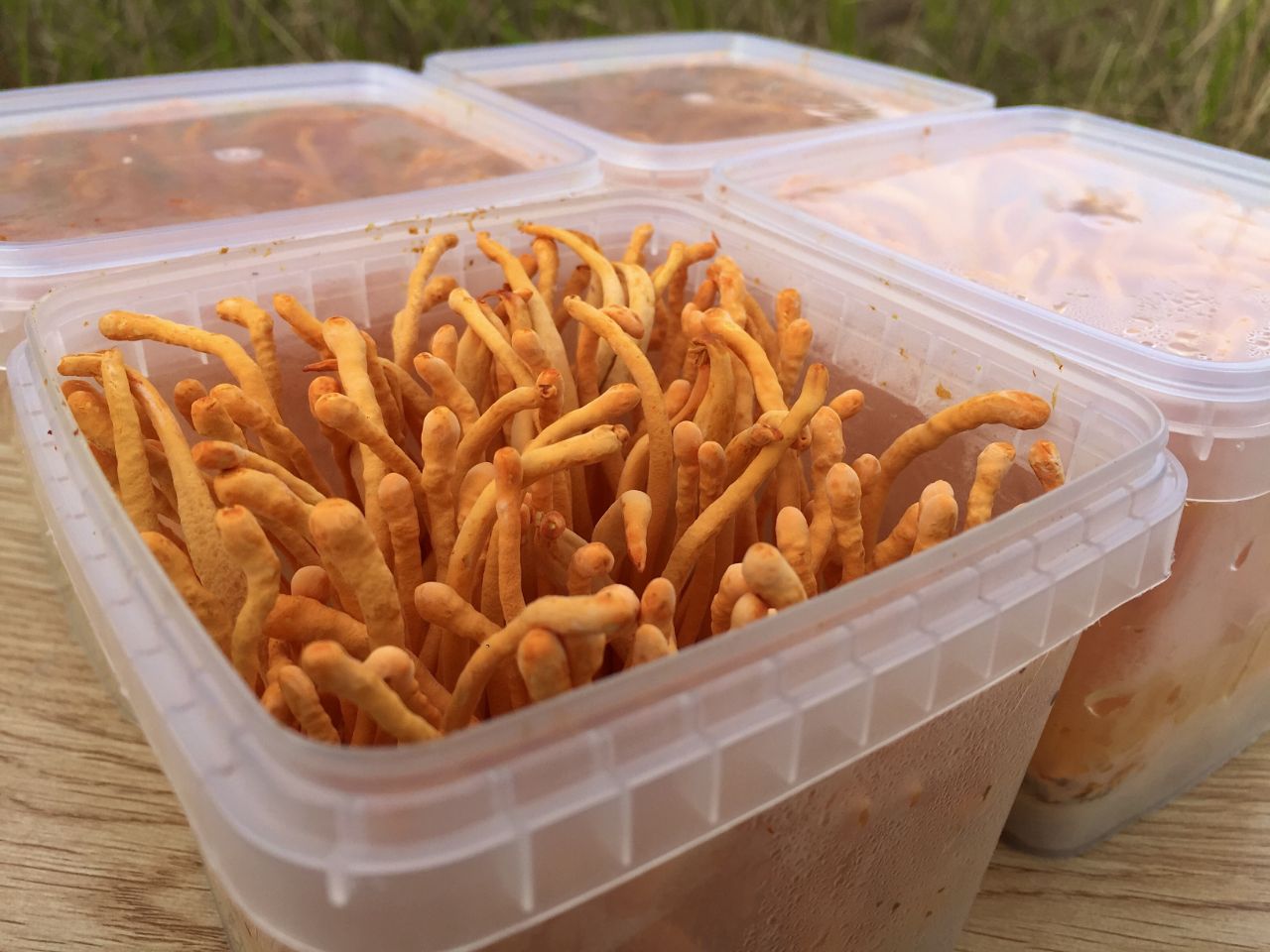 Nấu nước