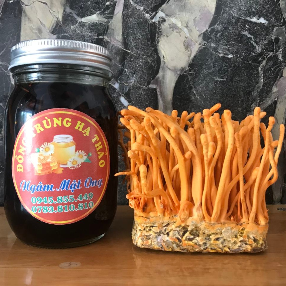 Đông trùng hạ thảo ngâm mật ong