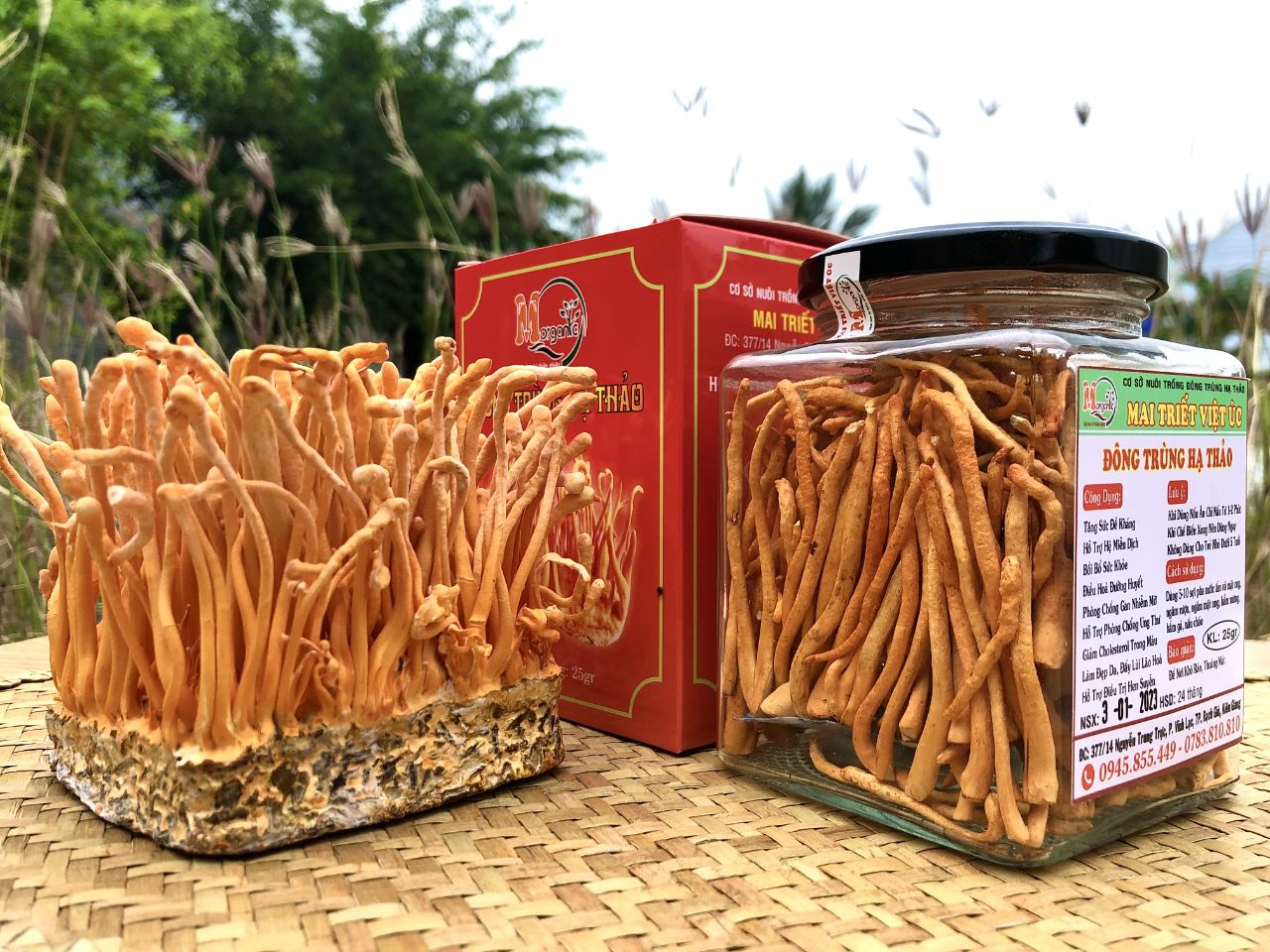 Đế đông trùng hạ thảo là gì?