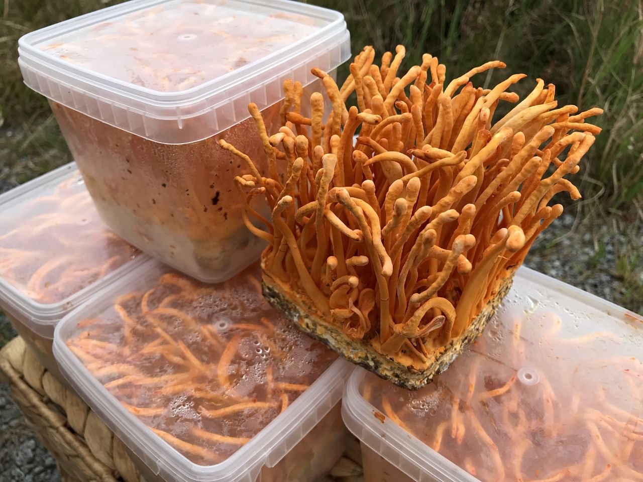 Chống lão hóa