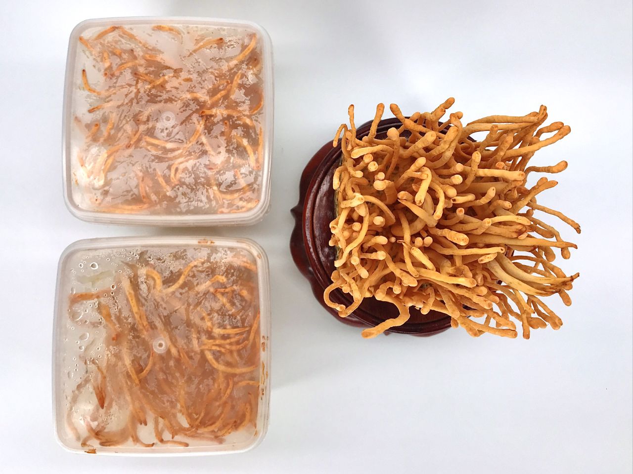 Đông trùng hạ thảo nuôi cấy (Cordyceps militaris)