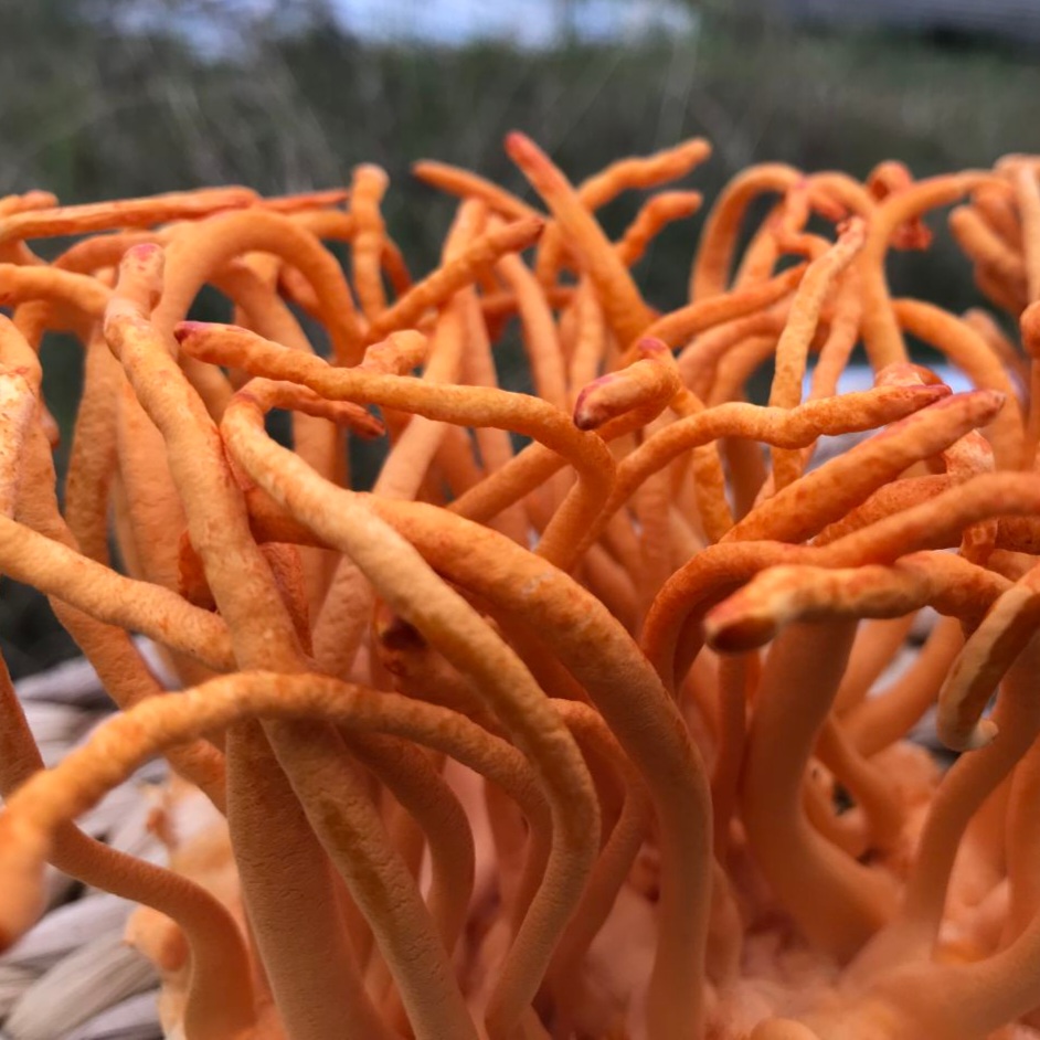 Giá đông trùng hạ thảo tươi bao nhiêu?