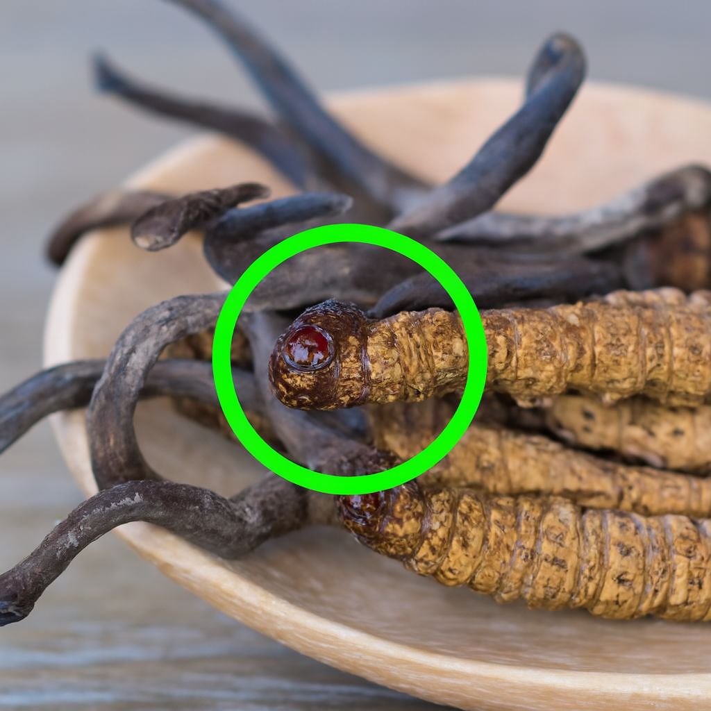 Quan sát mắt đông trùng