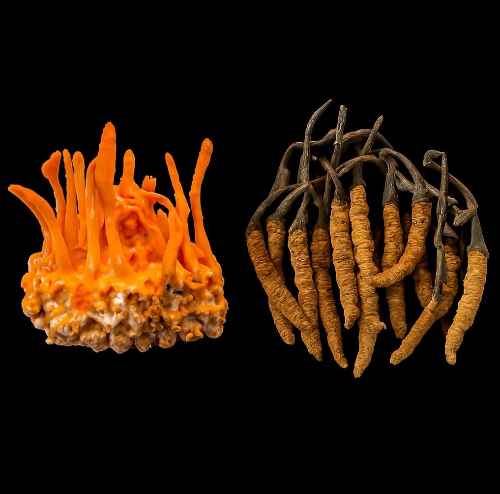 Kiểm tra chân đông trùng và phần lưng 