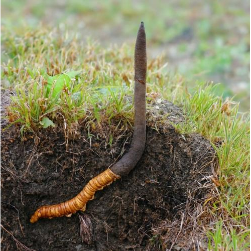 Tăng cường thể lực