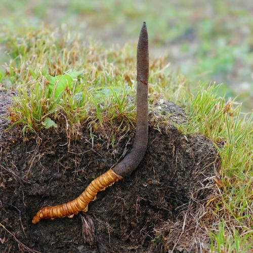 Đông trùng hạ thảo là gì?