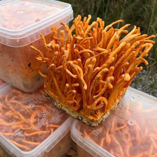 Thời Điểm Nào Uống Đông Trùng Hạ Thảo Tốt Nhất?