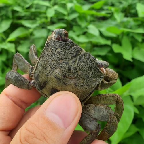 Kích thích vị giác