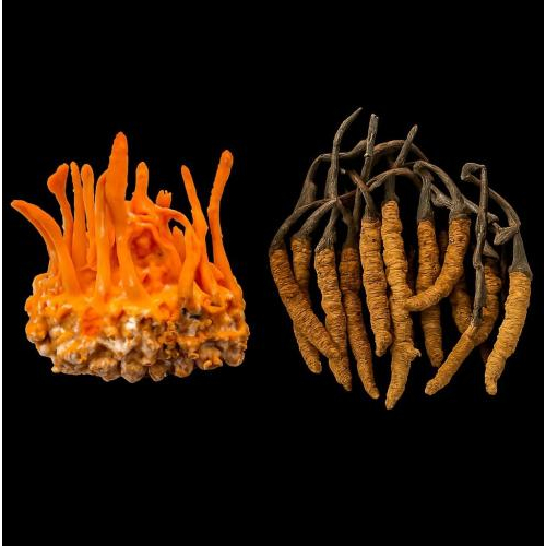 Cả hai loại đông trùng hạ thảo đều tốt