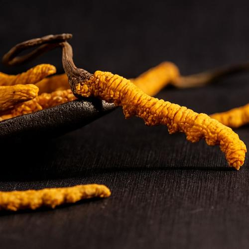 Tìm Hiểu Sự Phân Bố, Thu Hái, Chế Biến Của Đông Trùng Hạ Thảo