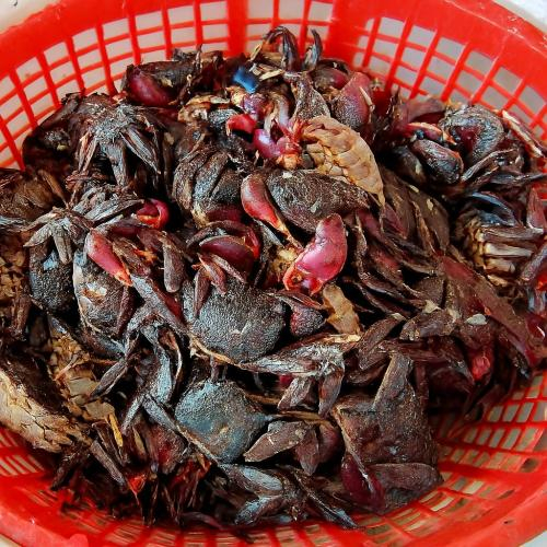 Chọn ba khía còn sống