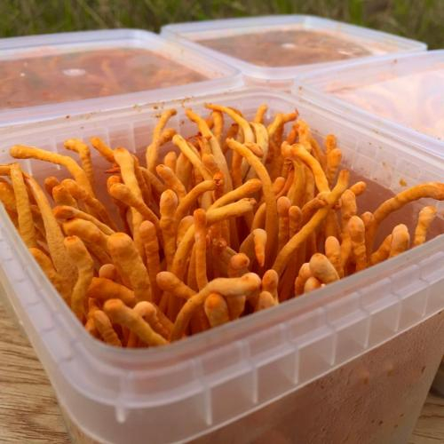 Đông Trùng Hạ Thảo Bị Mốc Có Đặc Điểm Gì?