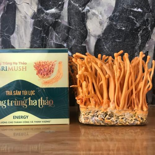 Cách chế biến đông trùng hạ thảo