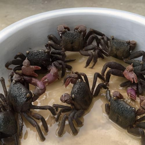 Mùa ba khía vào mùa nước lên