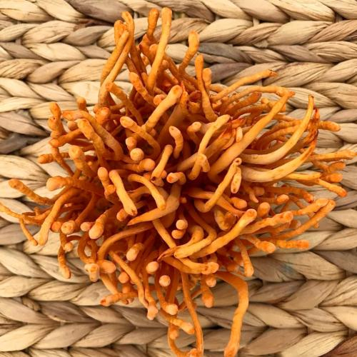 Có nên uống đông trùng hạ thảo thường xuyên không?