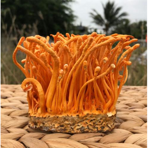 Mua ở nhà cung cấp uy tín