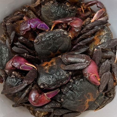 Giá Trị Dinh Dưỡng Của Ba Khía