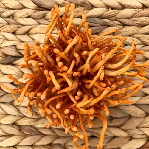 Dùng đông trùng hạ thảo tươi mỗi ngày tốt không?