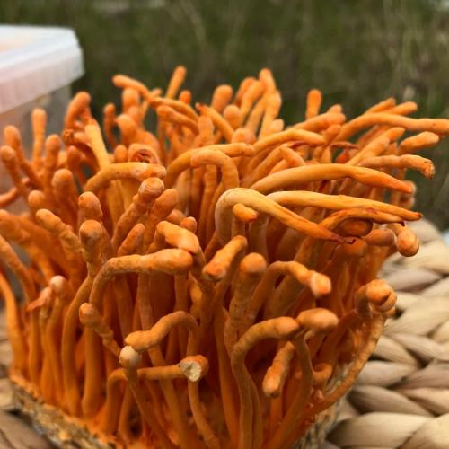 Đông Trùng Hạ Thảo Có Mấy Loại Chế Phẩm?