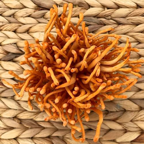 Đông trùng hạ thảo nhân tạo (nuôi cấy)