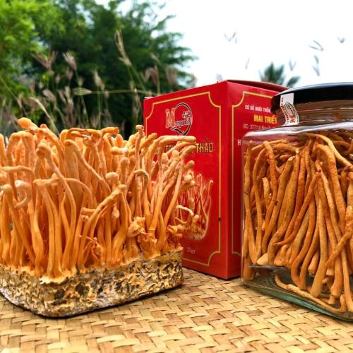 Mua đông trùng hạ thảo ở đâu chất lượng?