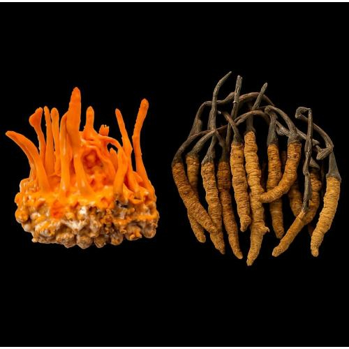 Kiểm tra chân đông trùng và phần lưng 