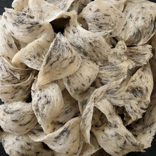 Yến nhà giả yến đảo tự nhiên