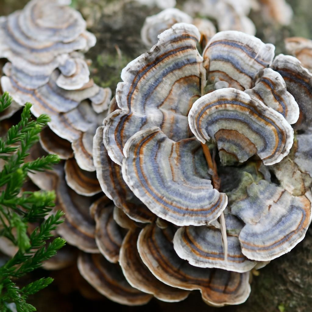 Nấm Linh Chi Xanh Là Gì? Nấm Linh Chi Xanh Có Tác Dụng Gì?