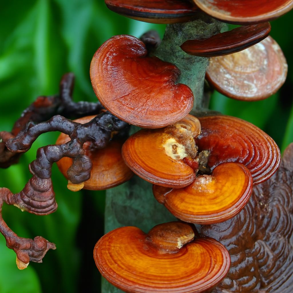 Độ tuổi nào nên uống nấm linh chi?