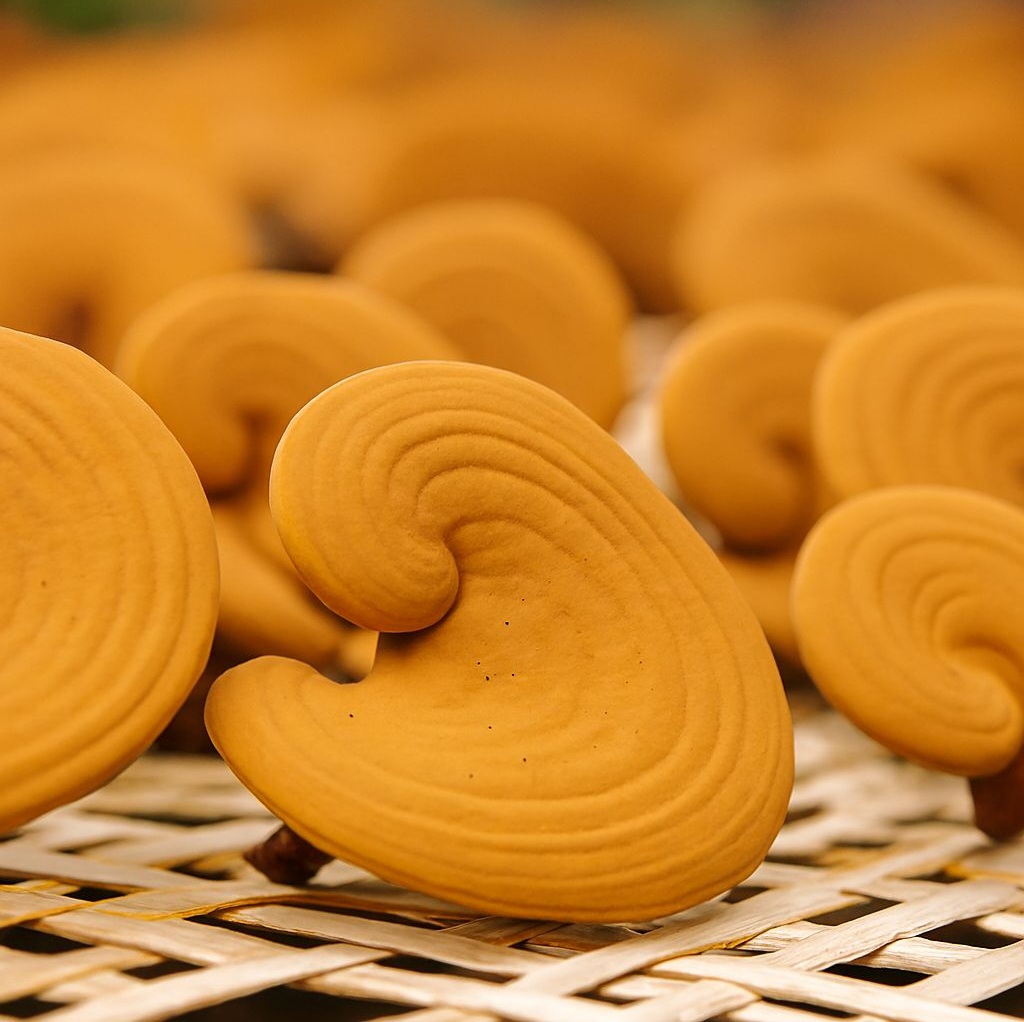 Thành phần hóa học của nấm linh chi