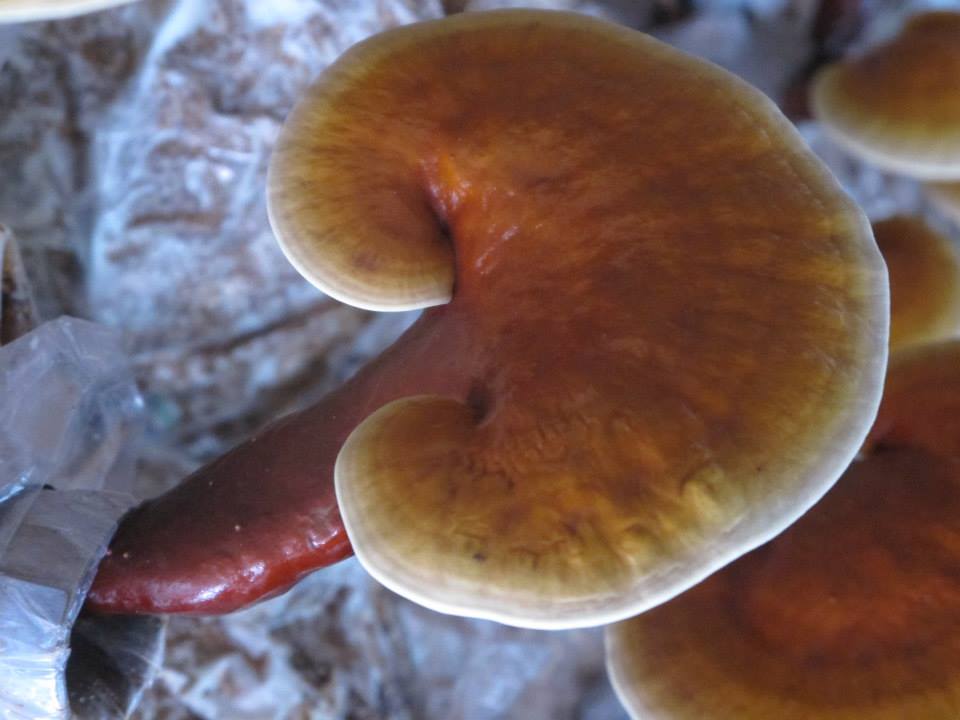 Nguyên liệu tự nhiên