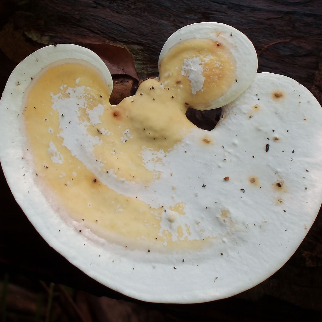 Nấm linh chi trắng