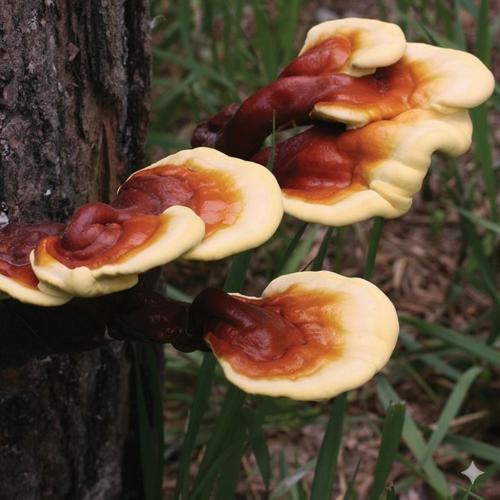 Uống nấm linh chi nhiều có gây hại không?